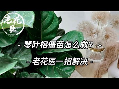 琴葉榕招陰|【琴葉榕招陰】小心琴葉榕招陰！原來常見室內植物竟。